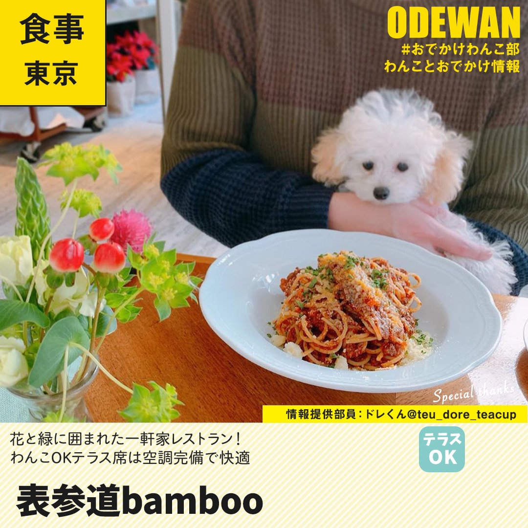 おでかけわんこ部 愛犬とのおでかけ情報 على تويتر 表参道bamboo に行ってきたよ ドレくんから写真レポが届きました 東京わんこokカフェの詳細 T Co Z1k6ullq おでかけわんこ部 わんことお出かけ わんこok わんこokカフェ 犬部 ティーカップ