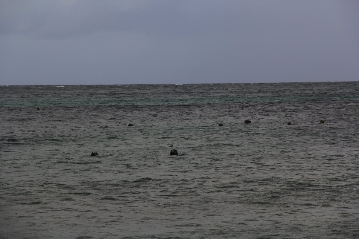 catherinesmoody's tweet photo. #7DaysOfFieldwork Day 5: sometimes after a day of peatlands and reservoirs, #bogdog and I would take a walk on the beach, watching the sea. Sometimes the sea would watch us too... #orkneyseals https://t.co/ZbunPbx3tJ