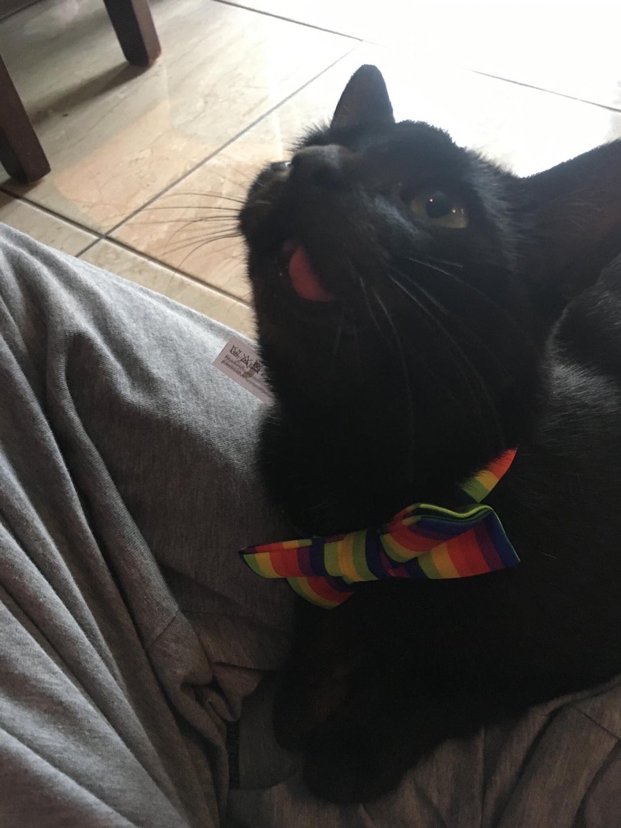 MalefactionMag's tweet photo. Of course our designer @RBOSull has been working with intern Sandwich (@elgatosandwich) for quite some time now. As you can see, Sandwich has been a model employee. #maleCATion https://t.co/XEK4s662MH