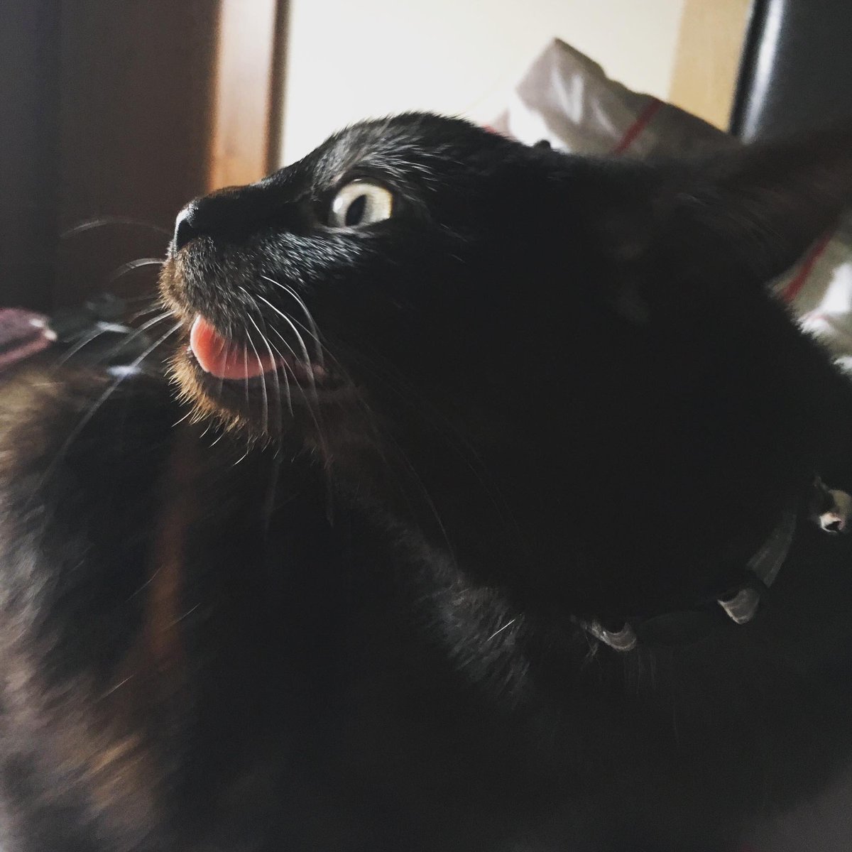 MalefactionMag's tweet photo. Of course our designer @RBOSull has been working with intern Sandwich (@elgatosandwich) for quite some time now. As you can see, Sandwich has been a model employee. #maleCATion https://t.co/XEK4s662MH