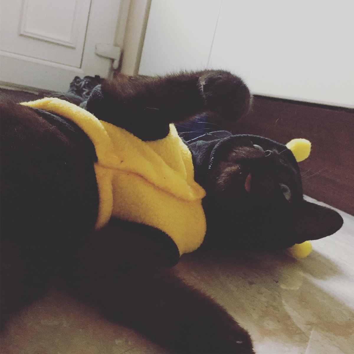 MalefactionMag's tweet photo. Of course our designer @RBOSull has been working with intern Sandwich (@elgatosandwich) for quite some time now. As you can see, Sandwich has been a model employee. #maleCATion https://t.co/XEK4s662MH
