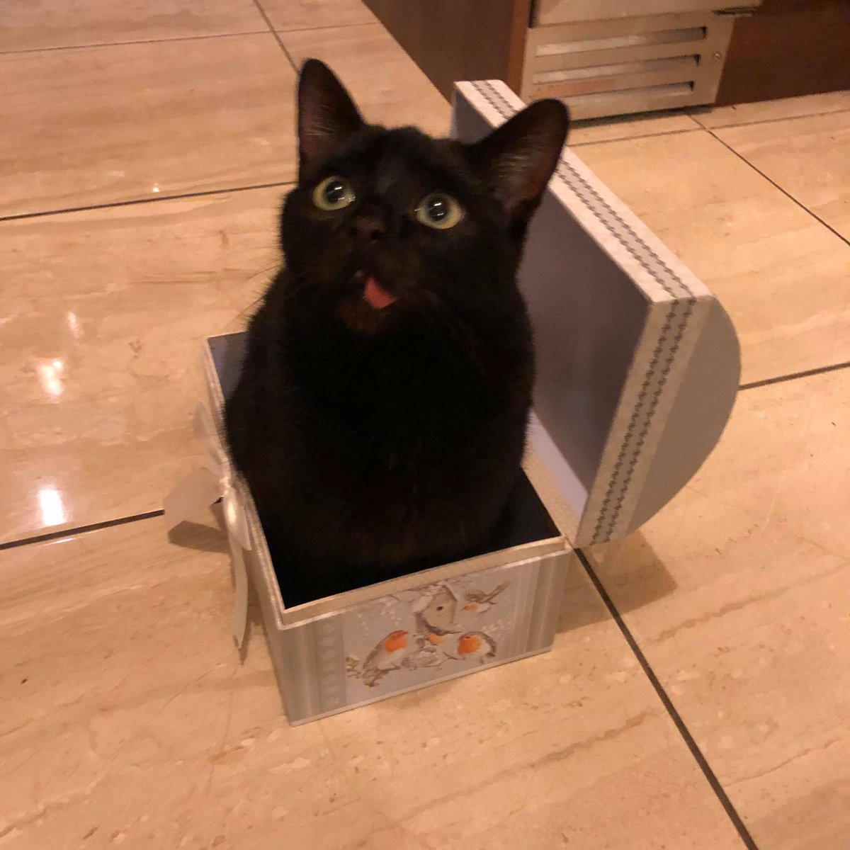 MalefactionMag's tweet photo. Of course our designer @RBOSull has been working with intern Sandwich (@elgatosandwich) for quite some time now. As you can see, Sandwich has been a model employee. #maleCATion https://t.co/XEK4s662MH