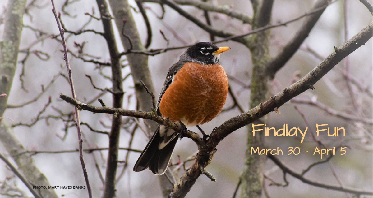 socialfindlay.com tweet media