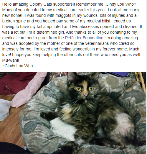 ColonyCats's tweet photo. @Petfinder_fnd #AdoptDontShop #colonycats #CatsOfTwitter https://t.co/LnjspLGDYl