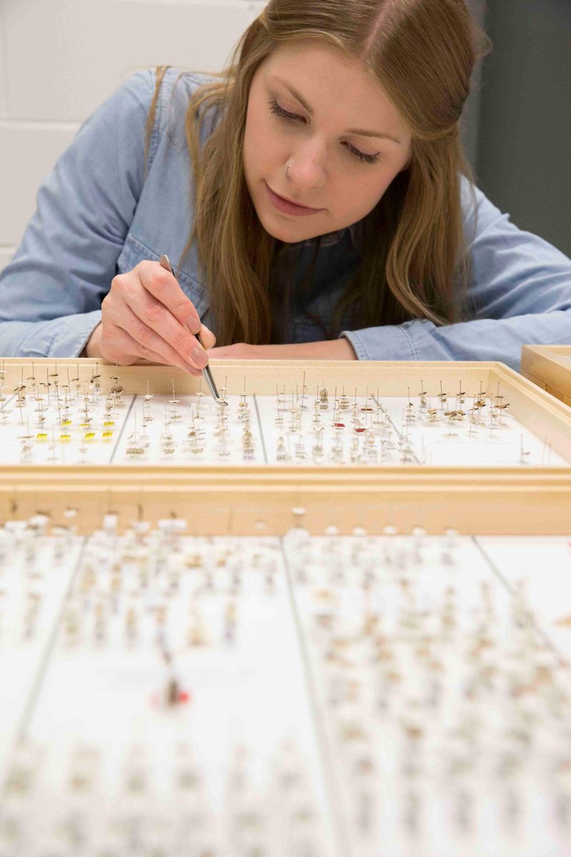 Q: What does a normal day in the life of an Entomologist look like?A: (1/2) A regular day for me would be at the collection centre; facilitating access to the collection for volunteers, researchers, students & amateur entomologists; dealing with loans, enquiries & curation.