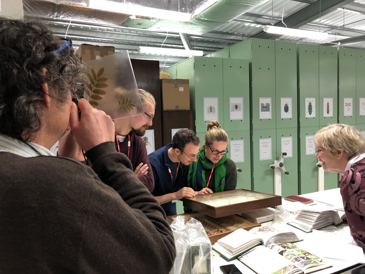 Q: What does a normal day in the life of an Entomologist look like?A: (1/2) A regular day for me would be at the collection centre; facilitating access to the collection for volunteers, researchers, students & amateur entomologists; dealing with loans, enquiries & curation.