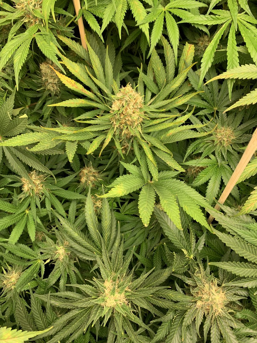 spliffseeds's tweet photo. This week the 3 JackF1‘s are packing on some weight 👏🏻 One is getting really frosty with stone hard nuggets and one ist stacking up like crazy 🍀👌🏼 By Randy https://t.co/WEHCAL33By #jackf1 #spliffseeds #cannabis #seeds https://t.co/kEfCjhUhn5