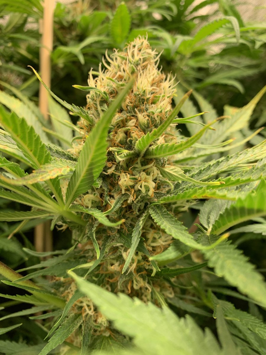 spliffseeds's tweet photo. This week the 3 JackF1‘s are packing on some weight 👏🏻 One is getting really frosty with stone hard nuggets and one ist stacking up like crazy 🍀👌🏼 By Randy https://t.co/WEHCAL33By #jackf1 #spliffseeds #cannabis #seeds https://t.co/kEfCjhUhn5