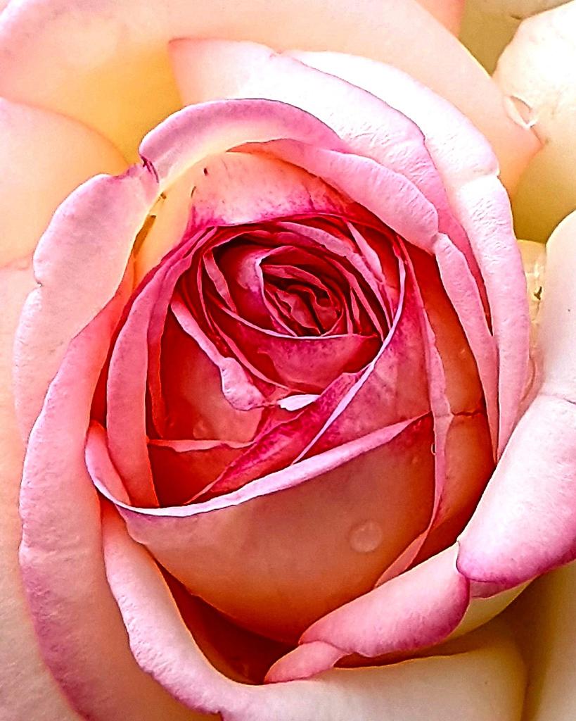 AGattung's tweet photo. Schönen Wochenstart...🌹🌸🌹
.
#alexandragattung #photo #photography #fotografie #NaturePhotography #nature #natura #Flowers #flower #ROSE https://t.co/0Po6849gR8