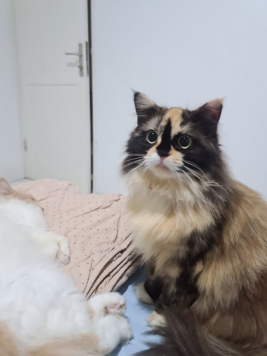 RifkiAdrian's tweet photo. @sian_cosgrove This is Cino and her sister Molu https://t.co/upS4T0yGQh