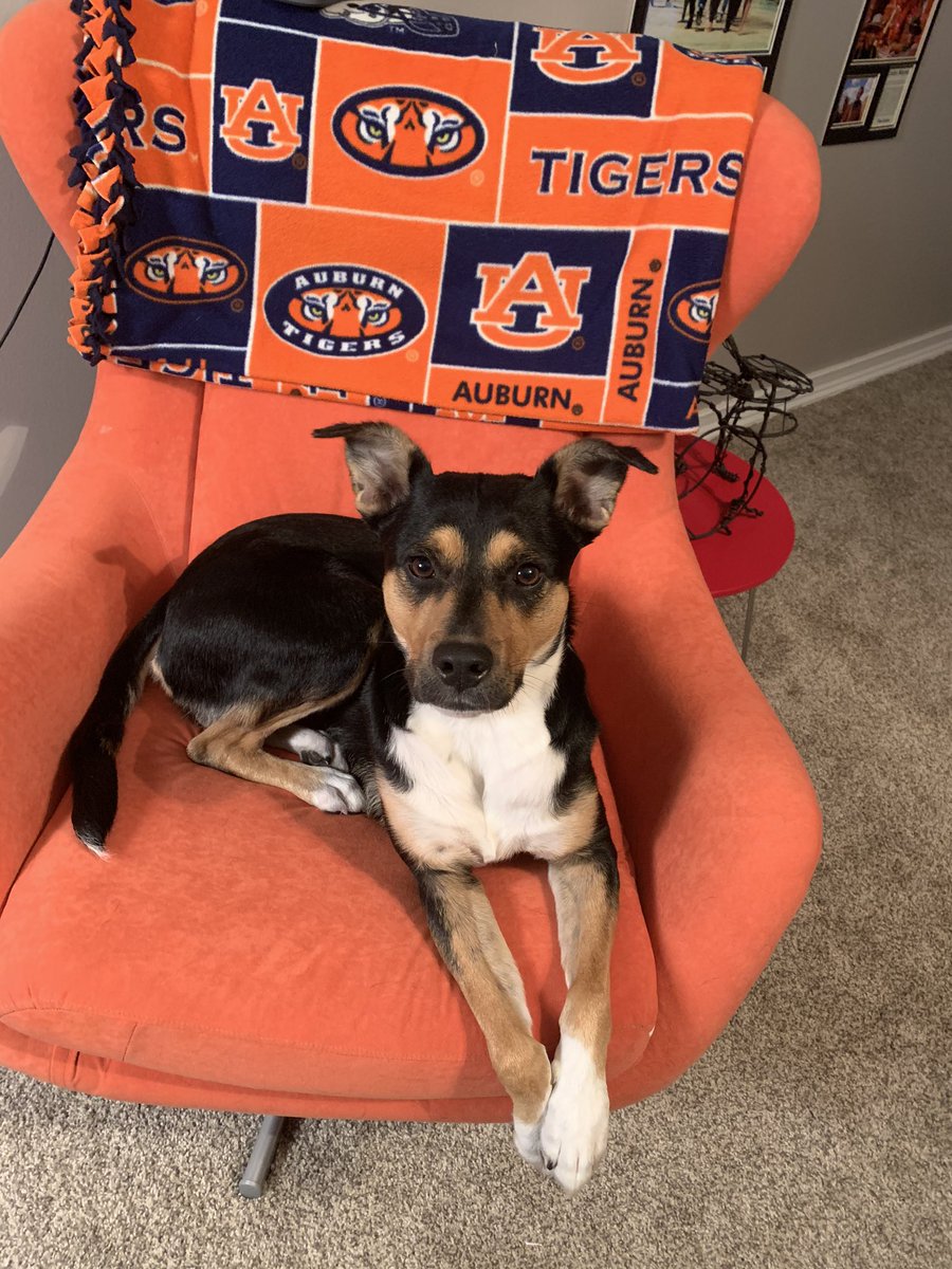RealMonicaAdams's tweet photo. @StlAuburnClub #WarEagle These are my little helpers who are also big #Auburn fans!  My hubby and his family are all from there!! https://t.co/RbmtGYhFCD