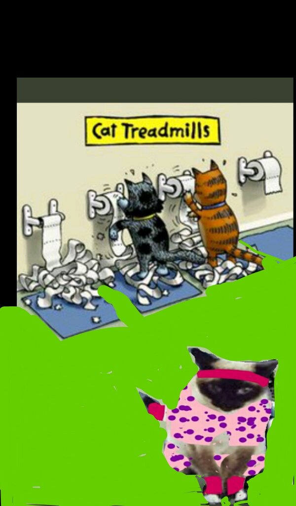 mel_cbe's tweet photo. @olliecomicstrip Thinks miss @JaneFallon will miss her little #personaltrainercat! πΈπΈπΈππππ https://t.co/F0fFcMQ87S