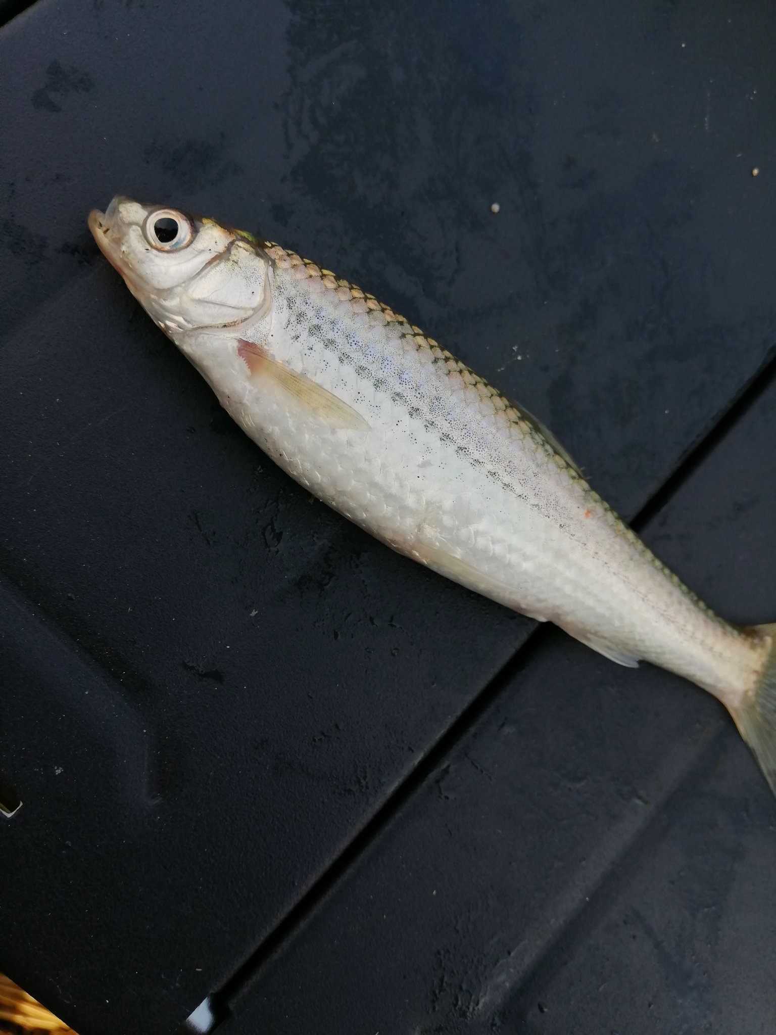 ぶででぶブーブー 琵琶湖東岸近くでホンモロコ釣り 車中泊の先輩である叔父に教えを請い初挑戦 全くアタリがわからないけが なんとなくリールを巻くと あら釣れてたのねという状態 釣り 釣り初心者 ホンモロコ 琵琶湖 軽キャン 車中泊の旅