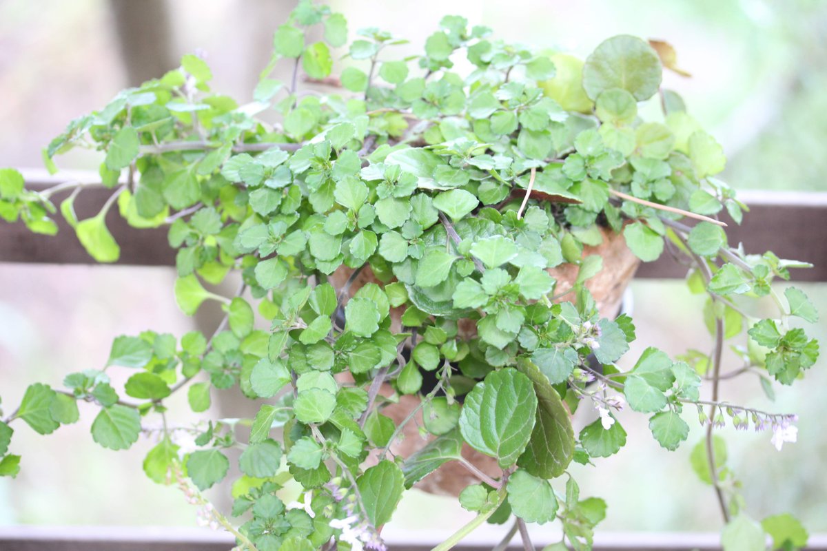 Candide_ZA's tweet photo. Early autumn means Plectranthus flowers are bursting into bloom!

Learn more about autumn's favourite flower in the latest article in Discover | https://t.co/nWNJ3iiXZw .

#gardeningapp #candideappza #freeapp #spurflower #21gardendays #indigenous #waterwise https://t.co/WCenRokCZr