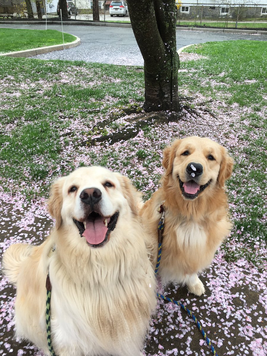 Scout and Emmet are my super heroes! They bring boundless happiness and joy to all they meet. #VirtualSpiritWeek