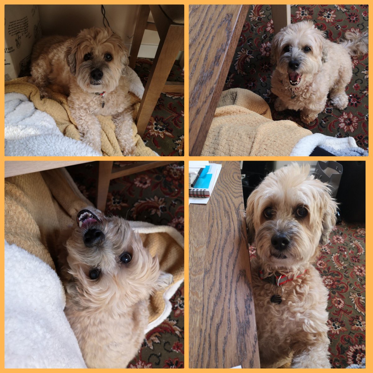 katie_map's tweet photo. One good thing about working from home -fluffy company #muirWFH #WFHcompanion https://t.co/lYOwWD62Ha