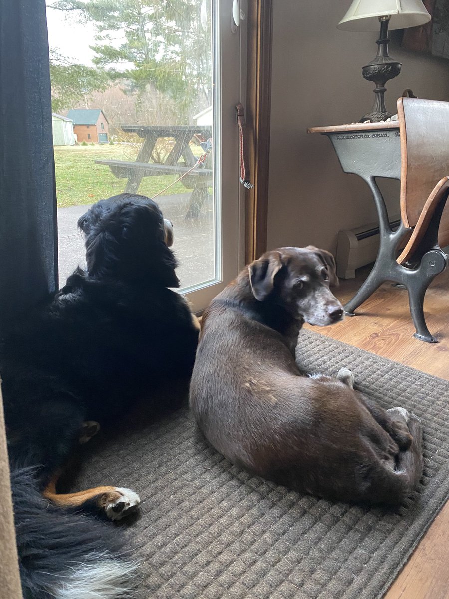 #BCSDpets ❤️