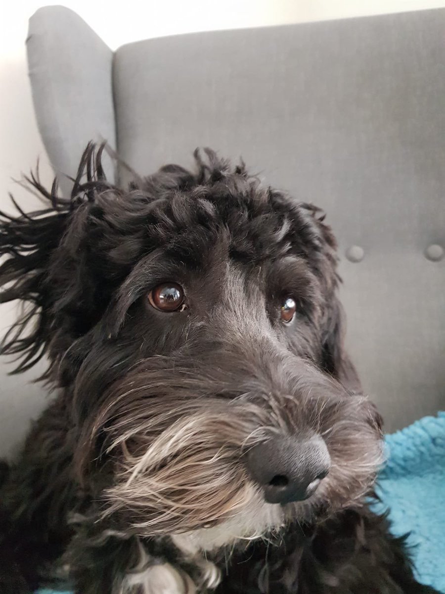 CockapooBarry's tweet image. I know my hair's a mess but I'd only just woken up. 
I wish my human would tell me before he takes photos. #DogsofTwittter