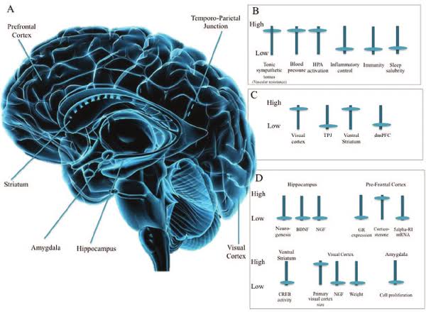 MENTAL EFFECT OF SOCIAL ISOLATION AND HOW TO STAY MENTALLY AND PHYSICALLY HEALTHY DURING ISOLATIONHumans are social animals, and being isolated can have a big negative impact on our health, both mentally and physically. #COVID19Nigeria  #COVID19  #Coronavirustruth