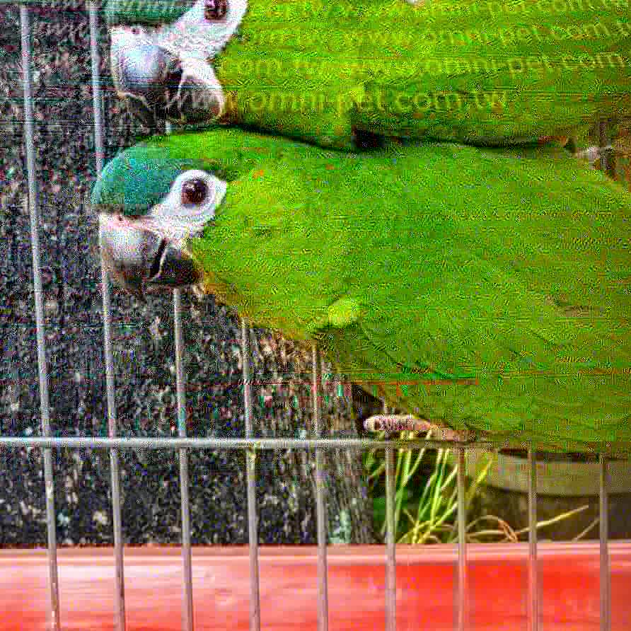 omni_th's tweet photo. #ฮาห์นมาคอวHahnMacaw 

#ผู้เมียหลายคู่

#ใบครบ https://t.co/IARYM8ehiO