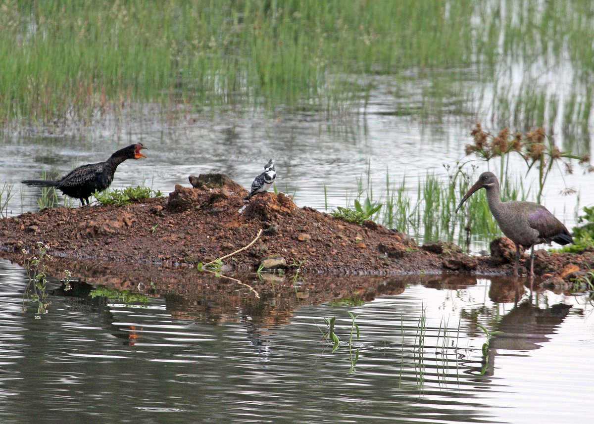 Nature_Kenya's tweet photo. It is not clear what this yelling was all about. What is clear is that the #AfricanpiedKingfisher and the #HadadaIbis had to stand there helpless for some serious tongue-lashing.
If the Long-Tailed Cormorant could talk,what do you think the bird was saying?
#Caption
#BirdFights https://t.co/R36XheTL4f