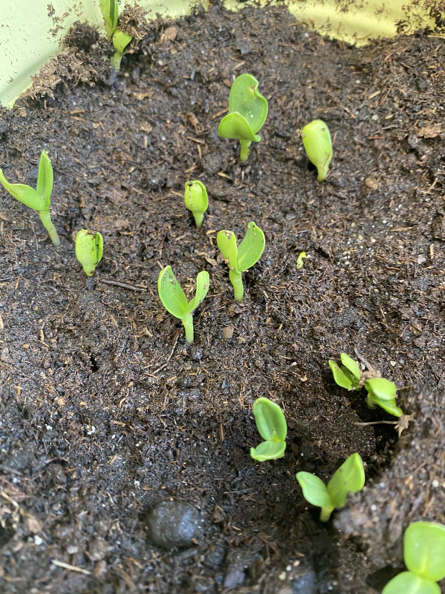 Sally Stewart (@salstew11) on Twitter photo Thank you <a href="/ricardawitcombe/">Ricarda Witcombe</a> for the inspiration to grow our own sunflowers. We’ve been so excited to watch and nurture them every day and now we have seedlings 🌱 Thank you <a href="/ricardawitcombe/">Ricarda Witcombe</a> for the inspiration to grow our own sunflowers. We’ve been so excited to watch and nurture them every day and now we have seedlings 🌱