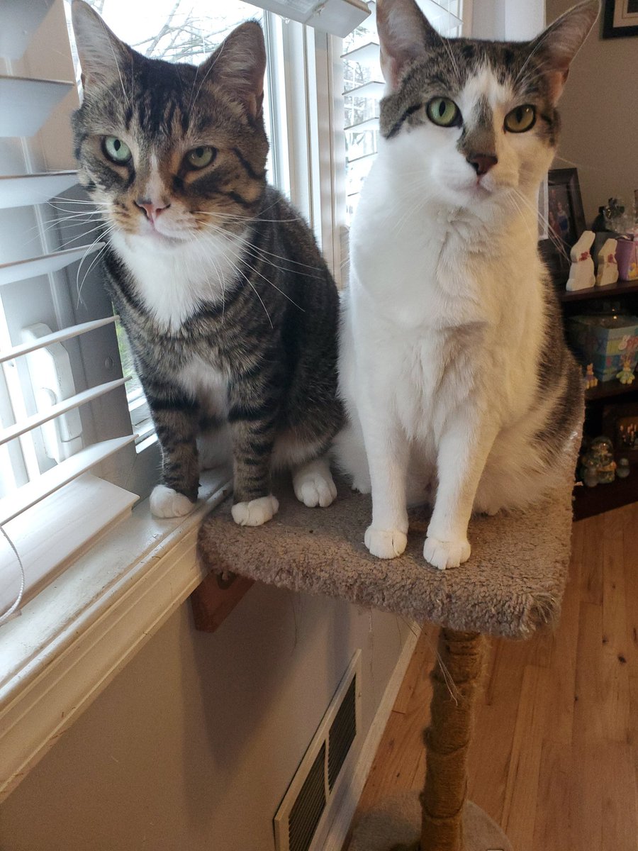 espratford1's tweet photo. @OBPreschool Here are my 2 cats. Cuddles and Princess. :) https://t.co/CTrJpDuHb0