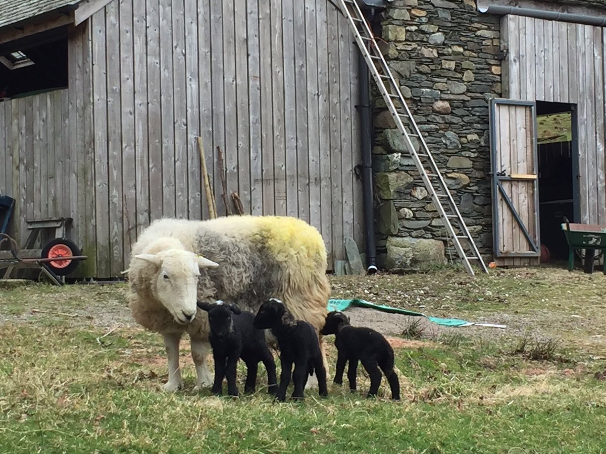 Crookabeck Herdwicks tweet media