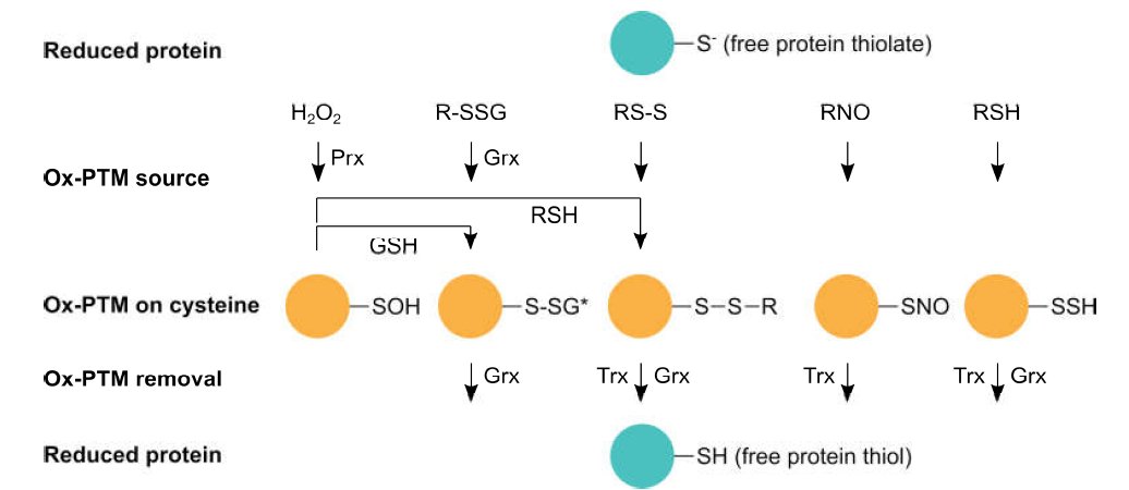 Cells_MDPI's tweet photo. #mdpicells 👏New #publication: Redox Modifications of Proteins of the Mitochondrial Fusion and Fission Machinery
@MDPIOpenAccess #mitochoindria #redox #thiol_switch
📌https://t.co/EA11eEuE5Q https://t.co/J8EHyQ14JW