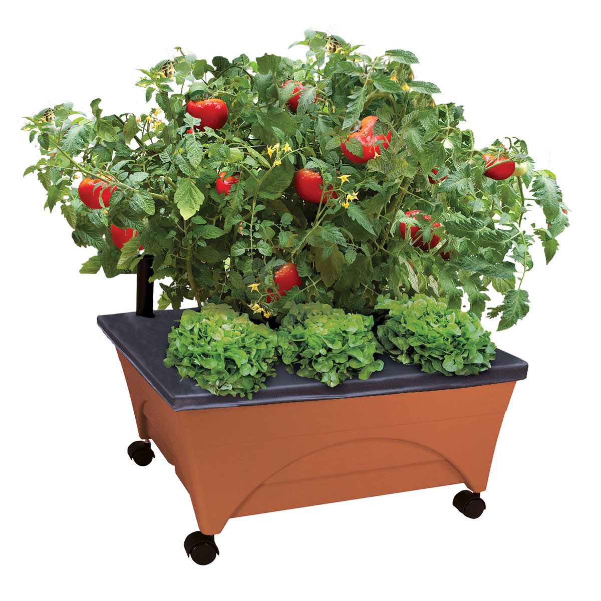 dealoupons's tweet photo. Walmart - City Pickers Raised Garden Bed Kit -
https://t.co/njovwnO78F https://t.co/dC6tsEaZkD
