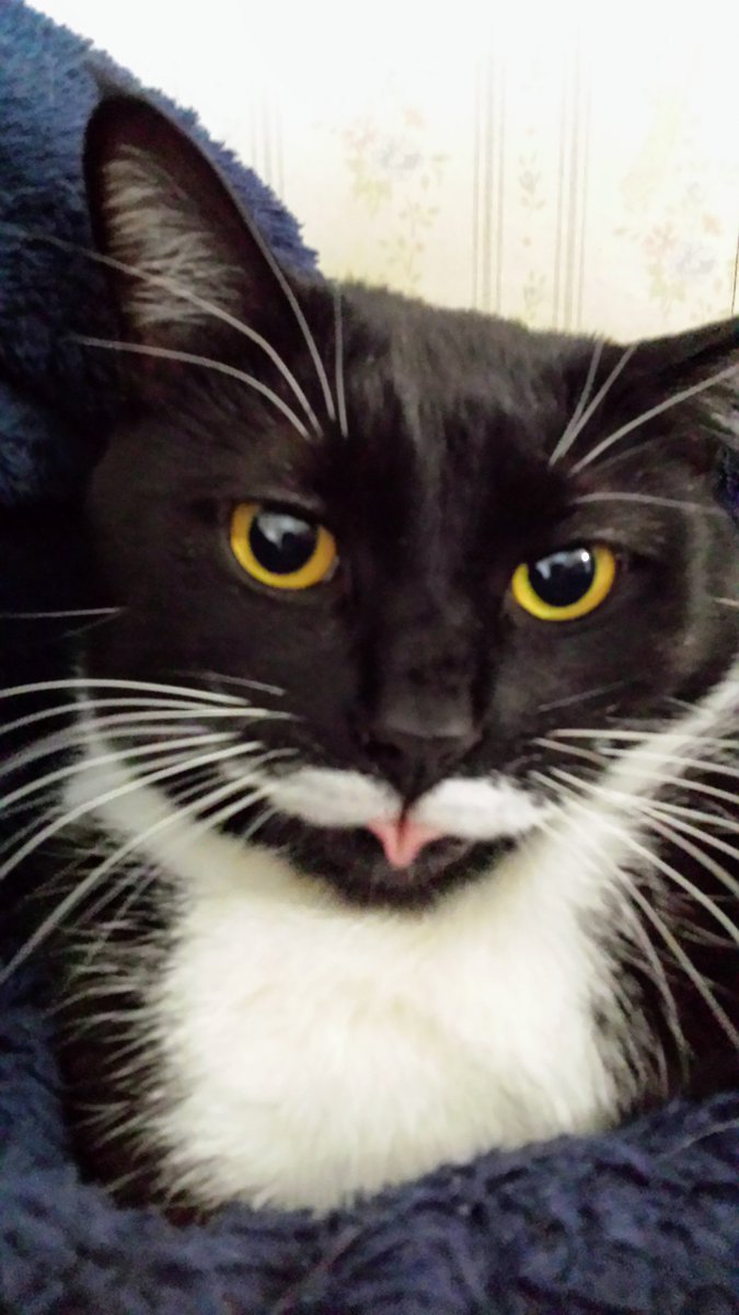 NevadaSmithIam's tweet photo. @Ray_lyn My silly cats lol what about you https://t.co/MJqTggsdcR