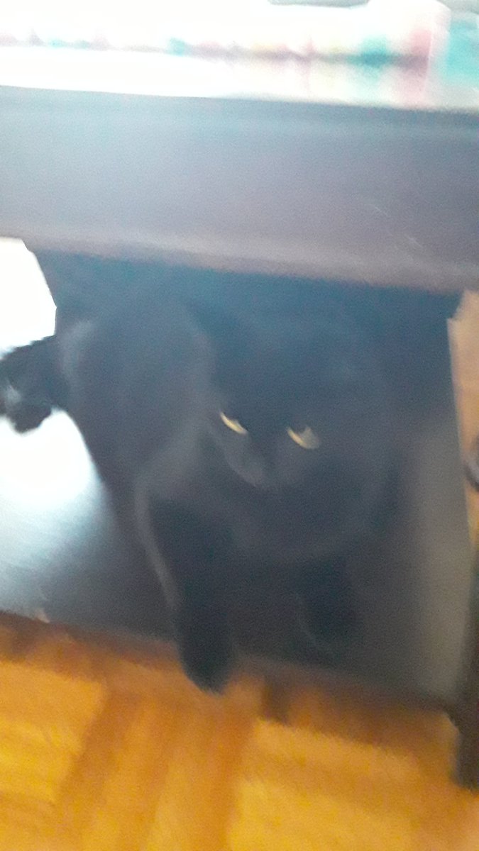 joshthecoolcat's tweet photo. @StJoesPIP A of the it that's my best to cat that's my cat on the table https://t.co/vDUp5gc8iO