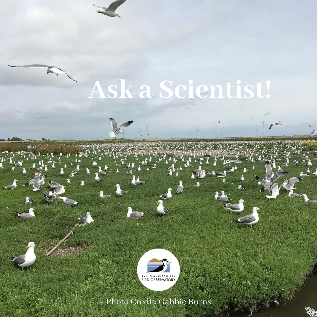 SFBBO's tweet photo. This week's #SFBBO #AskAScientist topic: #CaliforniaGulls (CAGU)! CAGU did not breed in the SF Bay until 1980; they previously only bred inland at saline lakes like Mono Lake. Now ~50k CAGU breed in SF Bay every spring! This will be our 40th year monitoring them. Send Q's by Wed! https://t.co/ji6yzMDxSA