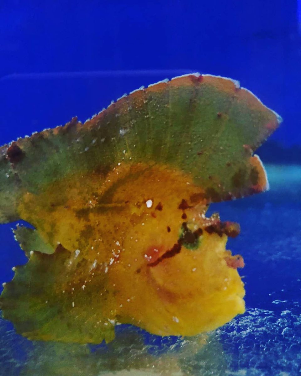 Tynemouth Aquarium tweet media