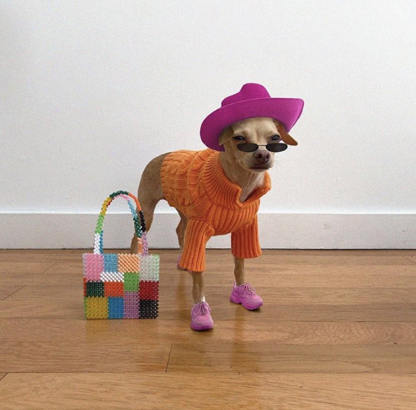 badestoutfit's tweet photo. fashion dog https://t.co/J8Jcb2EAt5