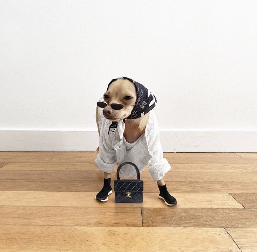 badestoutfit's tweet photo. fashion dog https://t.co/J8Jcb2EAt5