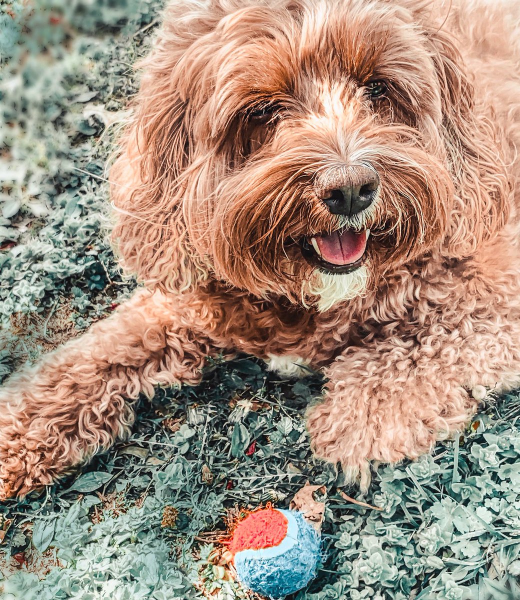 ArchieAndGunner's tweet photo. Playing fetch puts a smile on my face. What’s your favorite game? 🐶
•
•
#archieandgunner #cavapoos #poodle #cavalierkingcharlesspaniel #fetch #mondays https://t.co/IhnpPOHsV4