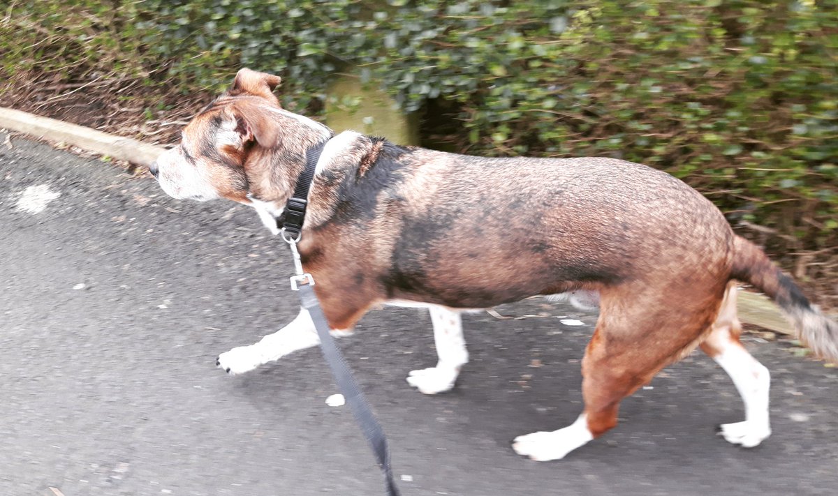 WWClaires's tweet photo. Out for his daily sniff while I get in some steps!
#wwuk #myww #wwcoach #wellnessjourney #wellnessthatworks #wellnesssuccess #healthyhabits #movingmore #freshair #exercise #fitness #dogwalking #furbaby https://t.co/Tmlzv8fZC7