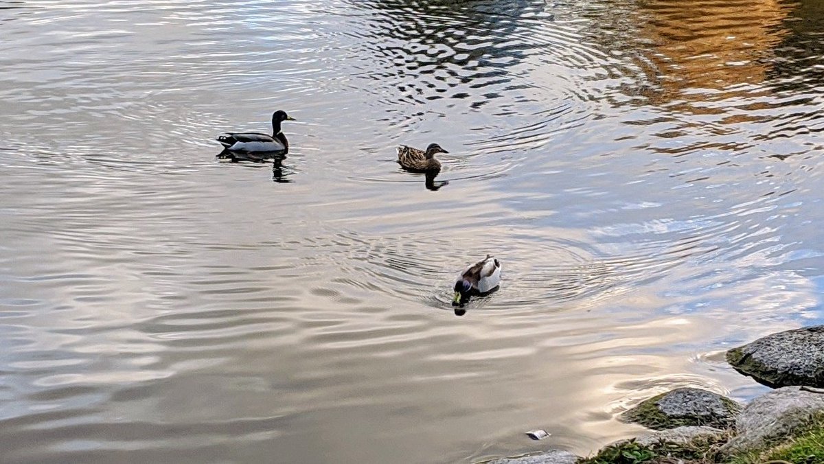 Went outdoors for the first time in a week. Birbs say hi!