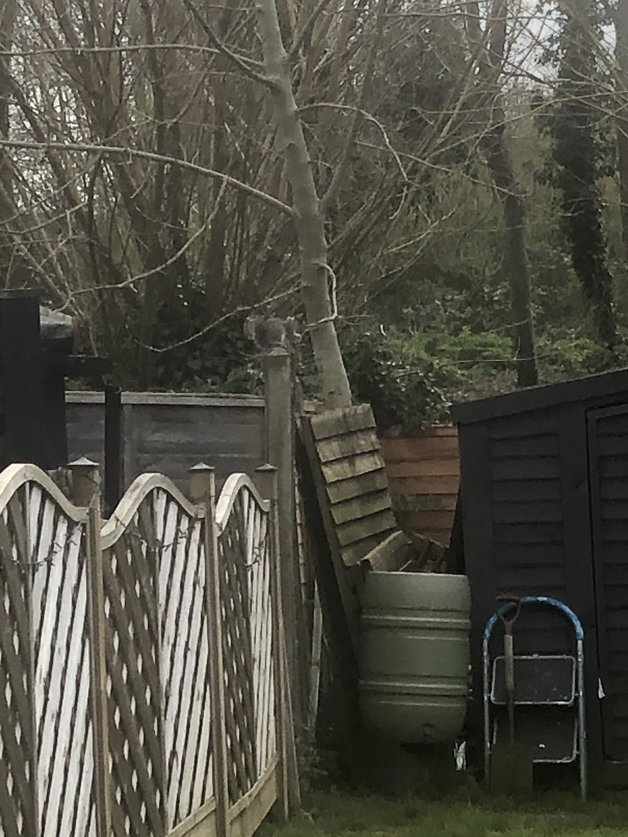 FOSROS1's tweet image. Visitor in the garden this morning. Eating the bread meant for the birds... 🐿