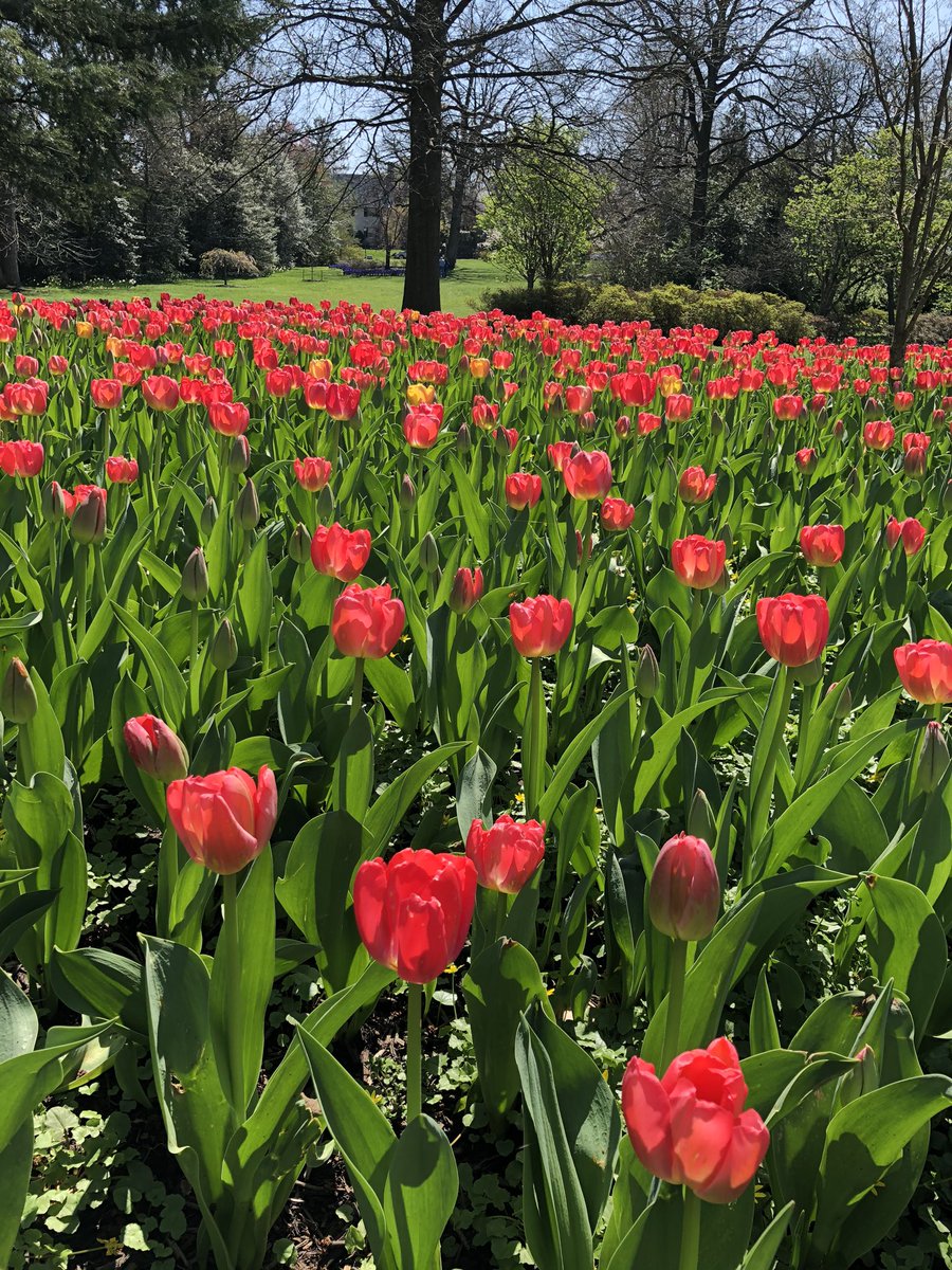 ESOLReinauer's tweet photo. It’s important to read in English every day to practice, so I will share short messages to give students a chance to read! Today I went for a walk to a park and I saw tulips in full bloom. They smelled wonderful. https://t.co/amhAbruEM2