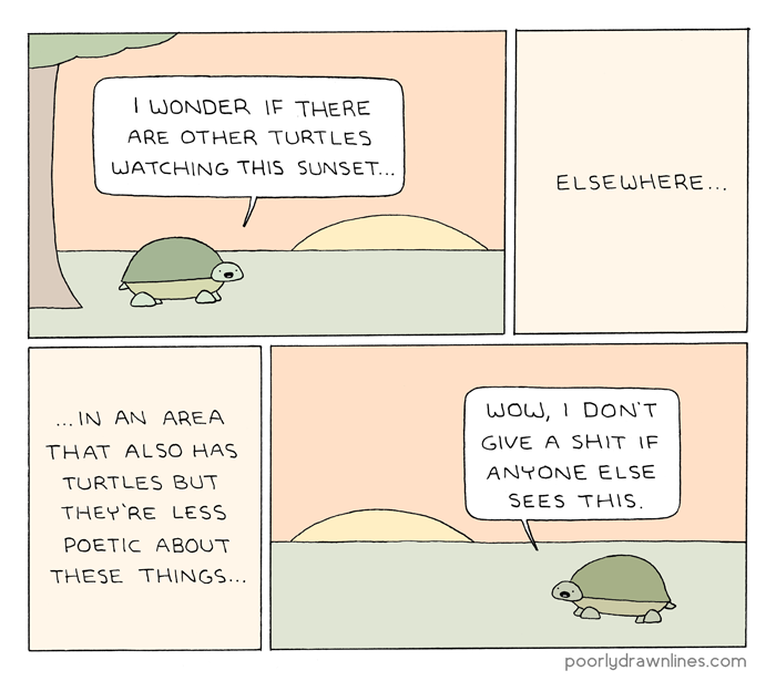 turtle sunset 