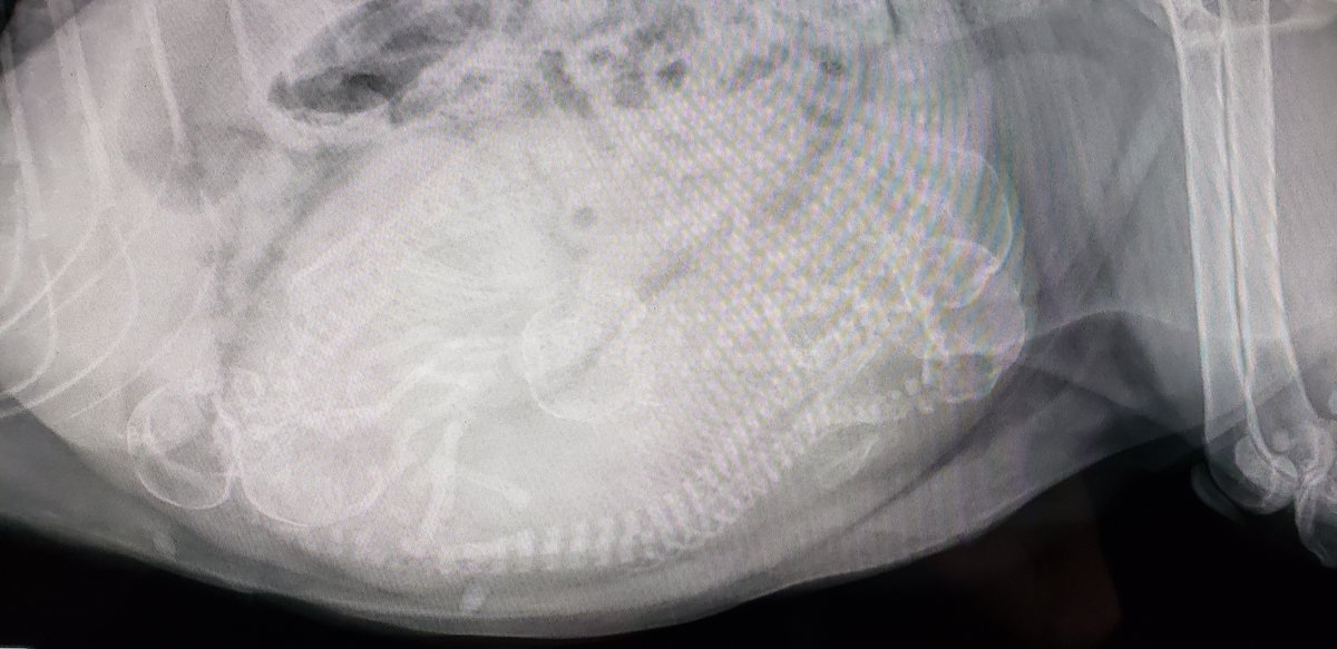 kitten_academy's tweet photo. New mom (who DJ will hopefully name tonight!) turns out to be super pregnant!  I was wrong @DAWSpets !  At least five kittens on the X-rays!  Also, she's a very calm traveler.  Great and relaxed in the car.  Visible kittens on X-rays means about two weeks (or less) to delivery. https://t.co/NBOI03afbF
