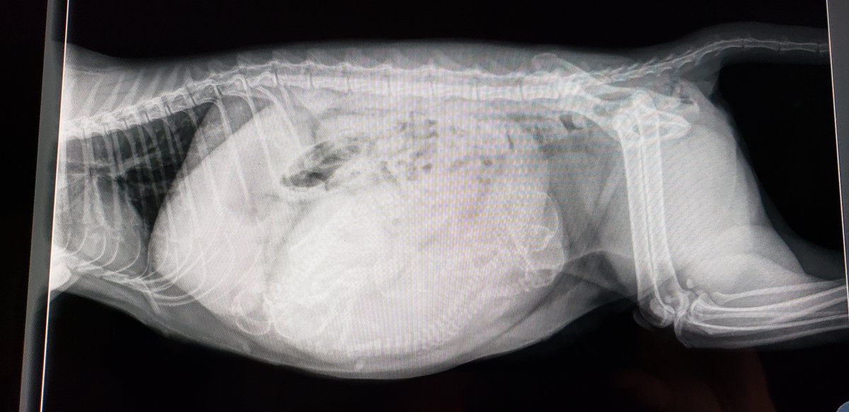 kitten_academy's tweet photo. New mom (who DJ will hopefully name tonight!) turns out to be super pregnant!  I was wrong @DAWSpets !  At least five kittens on the X-rays!  Also, she's a very calm traveler.  Great and relaxed in the car.  Visible kittens on X-rays means about two weeks (or less) to delivery. https://t.co/NBOI03afbF