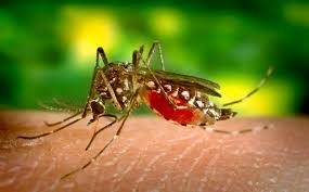GodSpeedBoy's tweet photo. A vector-born disease is transmitted from a blood feeding arthropod like mosquitos, and an increase in vector born diseases is correlated with climate change #impacts https://t.co/T5q8s3afvQ
