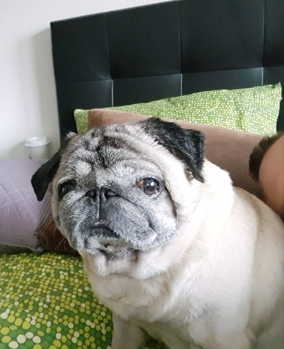 Lucas_Pug's tweet photo. It's a pandemic outside. Stay home, stay safe. https://t.co/Mpdu00qQAm