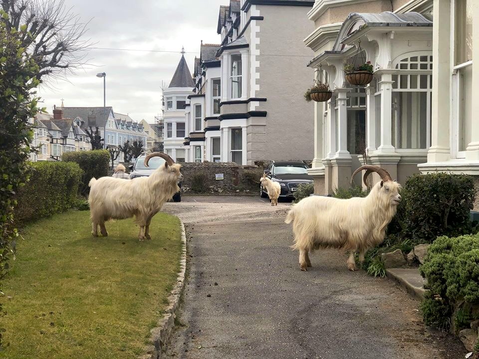 In the town near me (Llandudno) the mountain goats have moved further down out of hills and have started wandering around the town more to graze !!