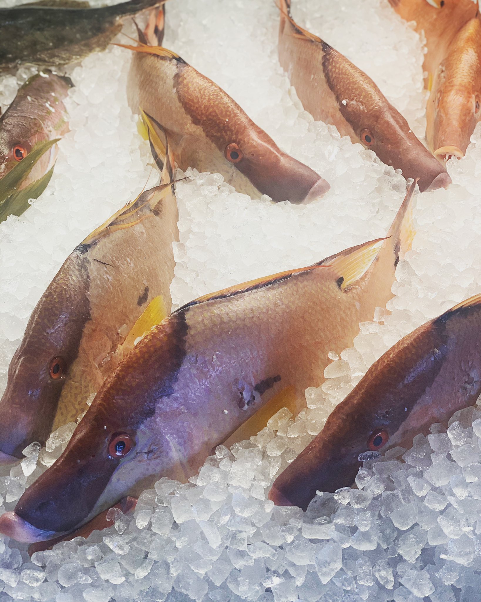 walts fish market on Twitter "Hogfish!!! hogfish hogfishing 