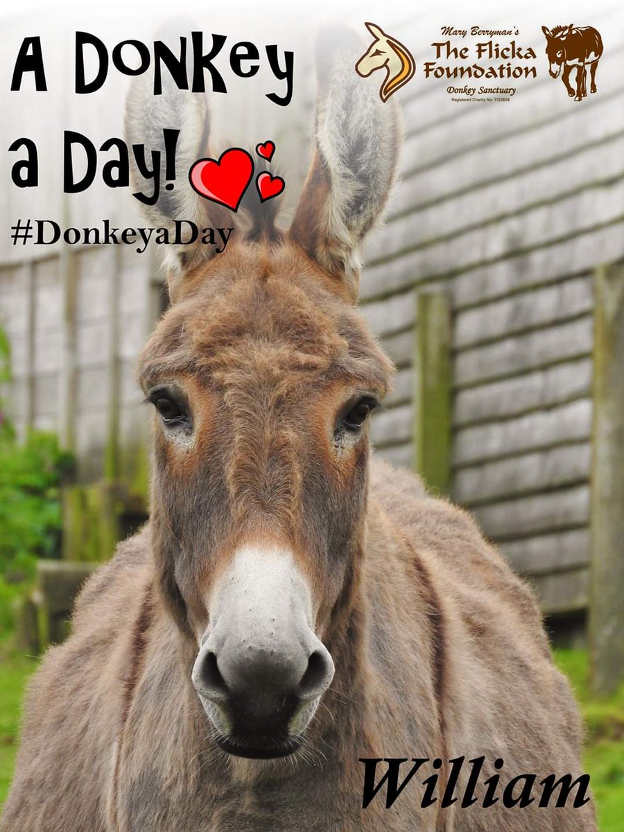 A #DonkeyaDay for all the people out there who are in need of a smile during this global pandemic... 
Look out for one another and stay safe 💖🙏💖
flickafoundation.org.uk/william
 #donkeys #sanctuary #charity