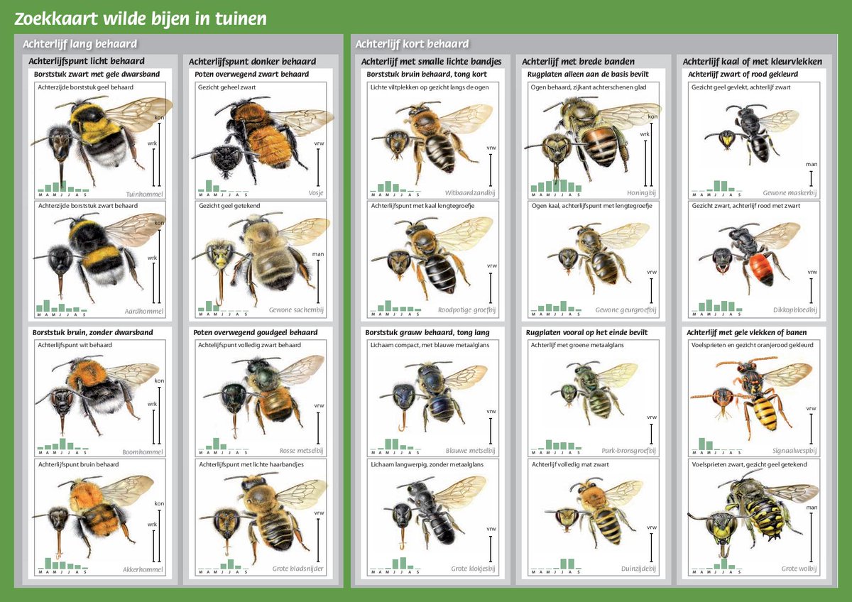De laatste paar dagen ontvangen we veel waarnemingen van bijen en hommels. Ook in je tuin zijn verschillende soorten te vinden. EIS Kenniscentrum heeft een goede herkenningskaart gemaakt. Handig want de verschillen zijn soms klein. Succes!